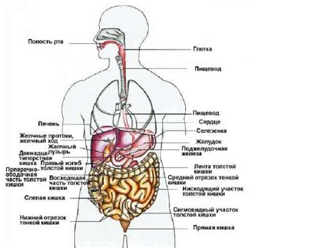 Структура органов в правом подреберье