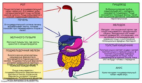 Структура пищеварительной системы