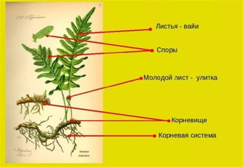 Структура стеблей папоротников