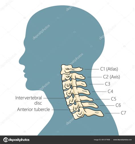 Структура шейного отдела позвоночника и его основные составляющие