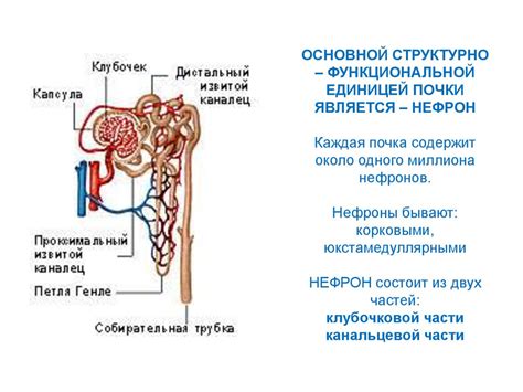 Структурное устройство почек