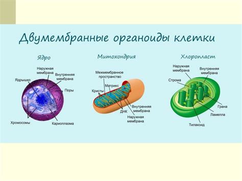 Структурные белки: обеспечение формы и поддержка клеточных структур