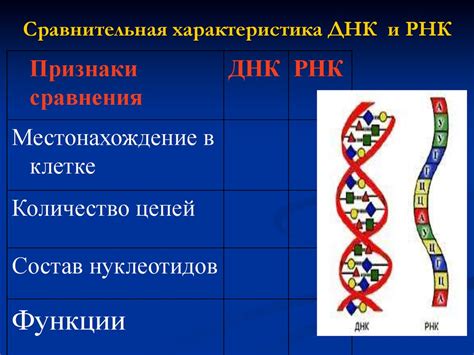 Структурные особенности ДНК-подобной РНК и ИРНК