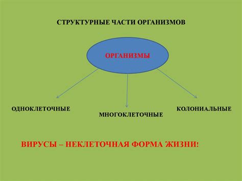 Структурные особенности организма