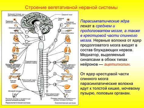 Структурные особенности спинной колонки у приматов