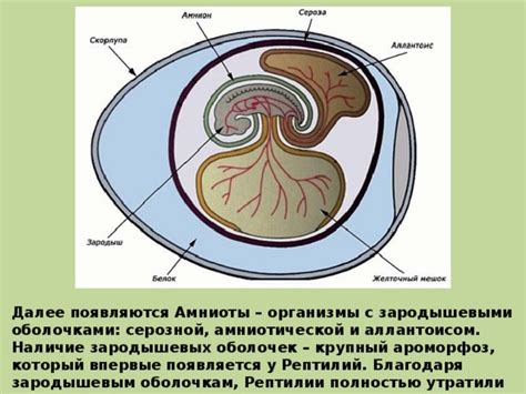 Структурные отличия между адвентициальной и серозной оболочками