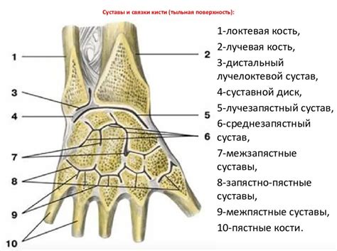 Суставы и сухожилия пясти