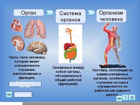 Суть взаимосвязи органов и систем в организме человека