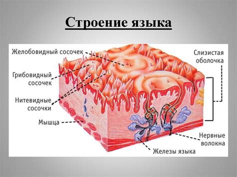 Сухие слизистые оболочки