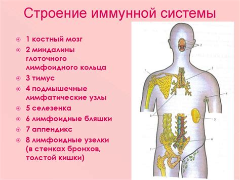 Сущность иммунной системы: механизмы выведения из строя клеток организма