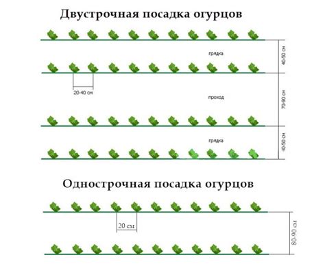 Схема посева и оптимальное расстояние между растениями