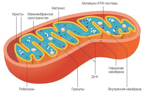 Схема работы митохондрий в клетке