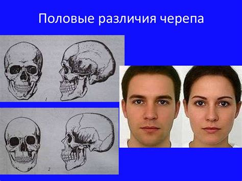 Сходства и различия в строении черепа