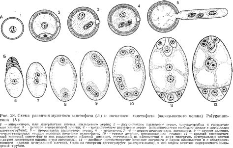 Тело женского гаметофита