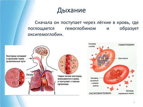 Тема 2: Роль проводимости кислорода в биохимических реакциях