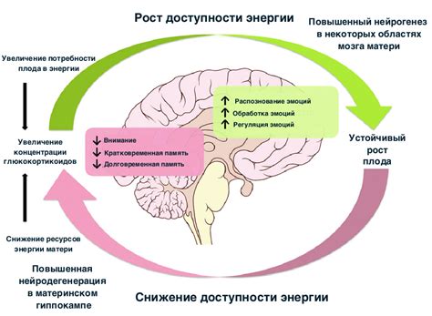 Температурные регуляторы в мозге