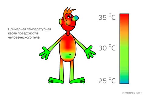 Тепловая динамика организма