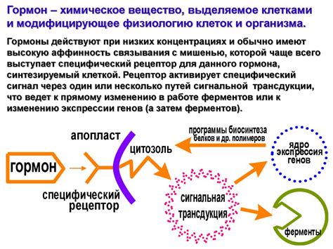 Терморегуляция растений: основные принципы и механизмы