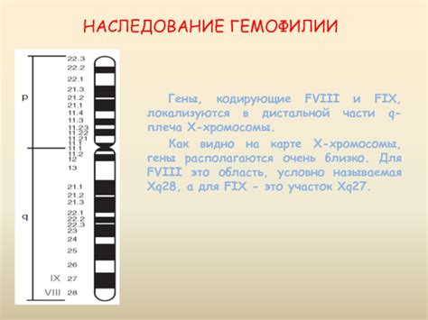 Тестирование на ген гемофилии Х-хромосомы