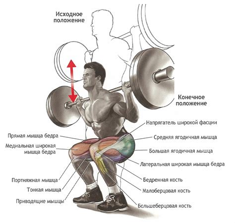 Техника выполнения приседаний со штангой