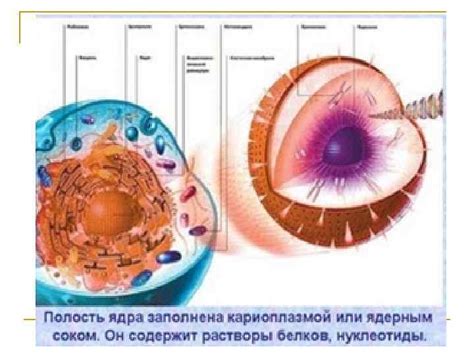 Типичная структура ядра клетки