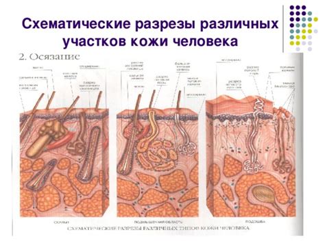 Толщина и плотность различных участков организма