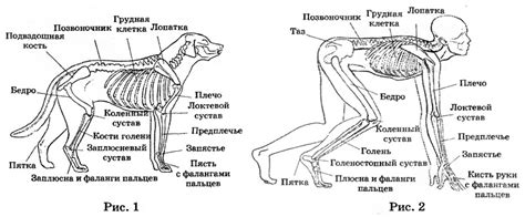 Травматические факторы, способствующие возникновению патологической деформации конечности у собак