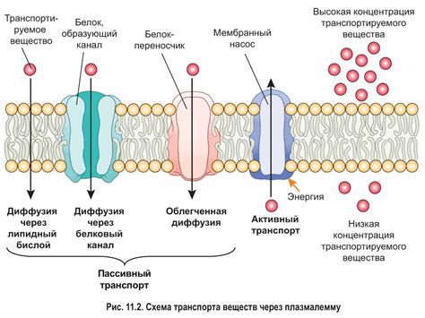 Транспорт веществ