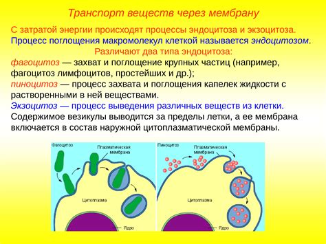 Транспорт и перемещение вирусных частиц внутри клетки