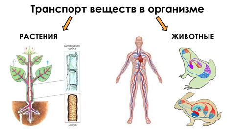 Транспорт и синтез веществ