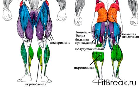 Тренировка на силу ног