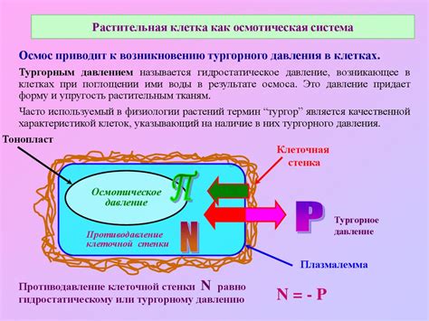 Тургорное давление в растительной клетке