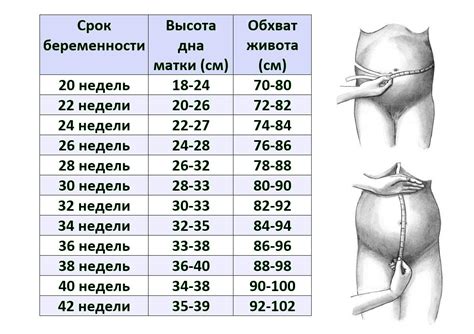 Увеличение размера плода и матки