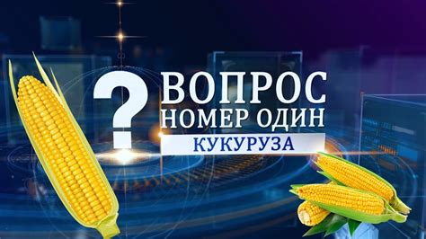 Увеличение срока сохранности свежей кукурузы