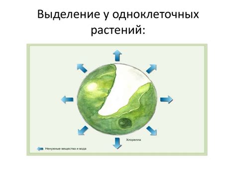 Удаление продуктов обмена веществ