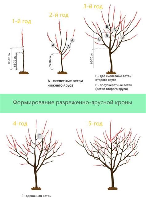 Удалить поврежденные ветки