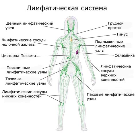 Узелки лимфатических узлов