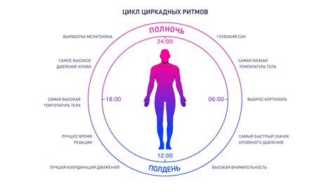 Узнайте, что такое циркадные ритмы и почему они важны для организма