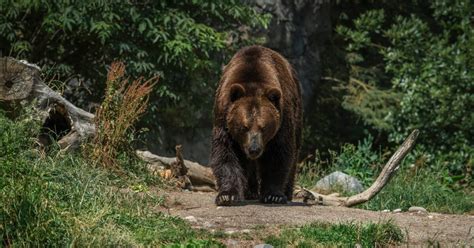 Уклонение от нападения медведя