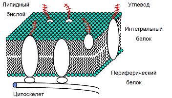 Укрепление клеточных мембран