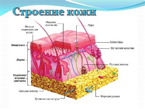 Улучшение кожного покрова и шерсти