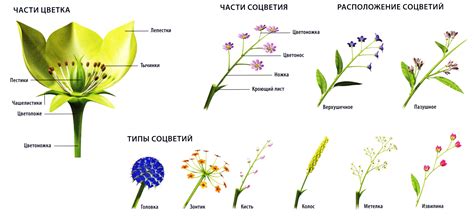 Улучшение цветения и формы цветков