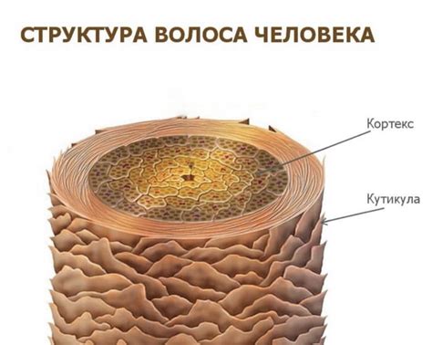 Уникальная структура волос