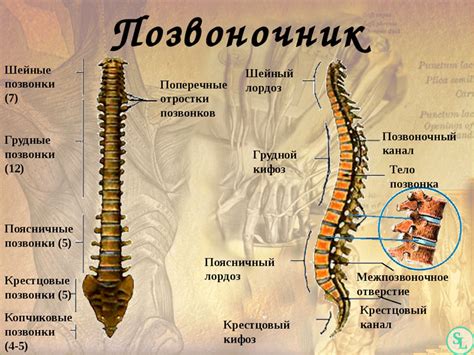 Уникальные особенности строения позвоночника приматов