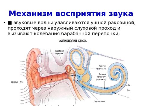 Уникальный механизм восприятия звука