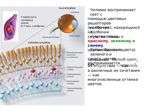 Уникальный раздел: Особенности работы рецепторов цвета у домашних питомцев