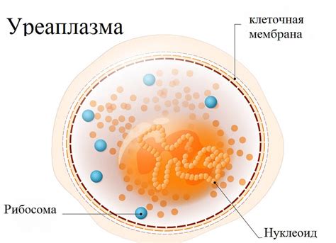 Уреаплазма уреалитикум: определение и основные характеристики