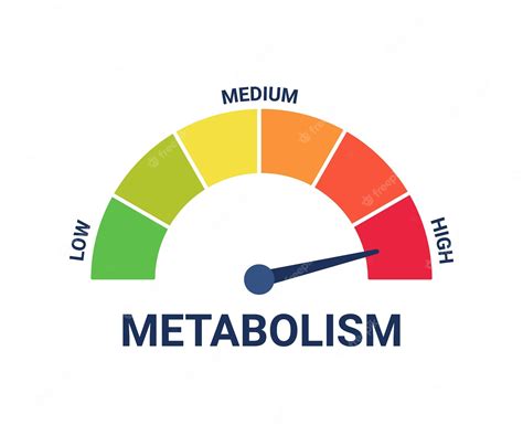 Уровень метаболизма