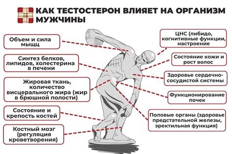 Уровень тестостерона и рост волос на теле