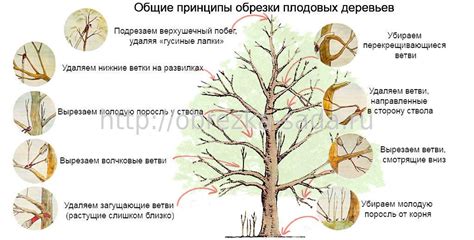 Условия для обрезки растений